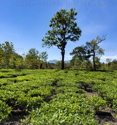Campo agricola de la Cooperativa Chirrepec