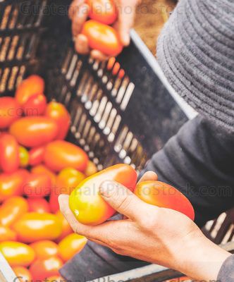 Cosecha de Tomate