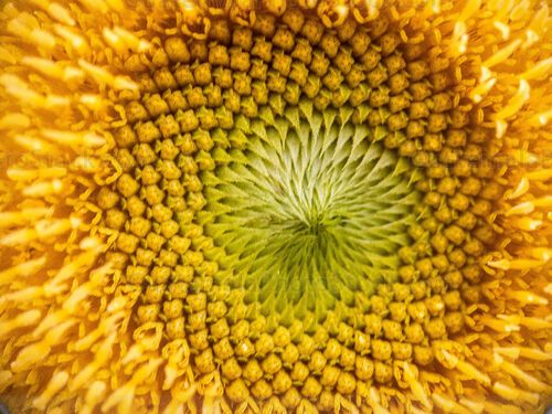 Macro fotografia