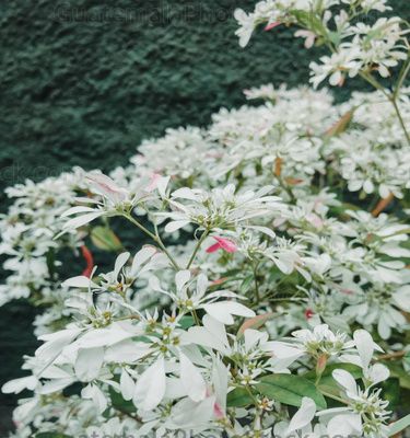 Flora