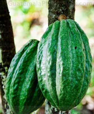 Cacao