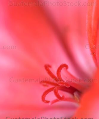 Macro fotografia