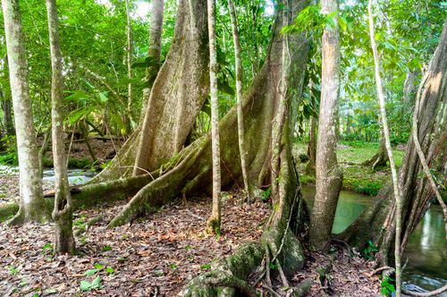 Arboles a orillas de río