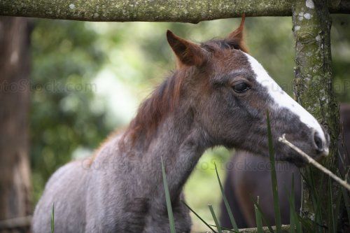 Potro de pelaje marrón