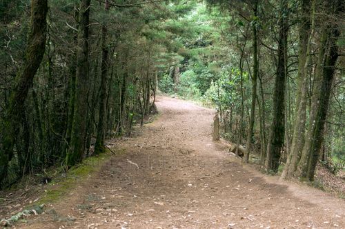 Sendero en Pino Dulce