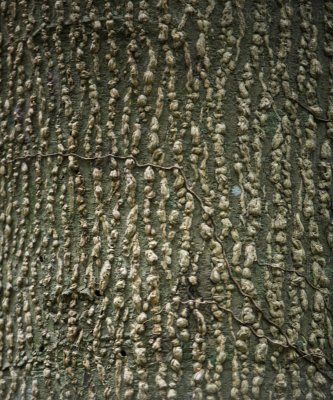 Tronco de Ceiba Pentandra