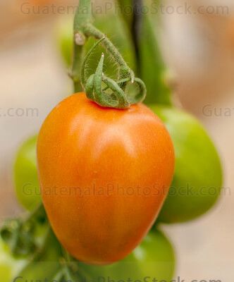 Tomate