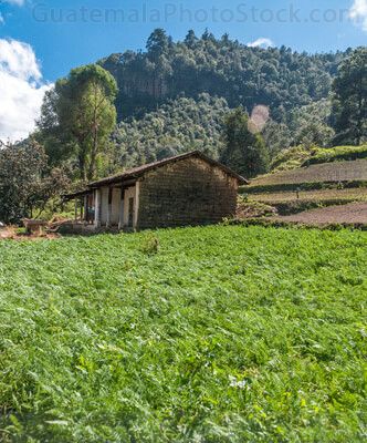 Campo agricola