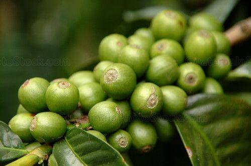 Rama de cafeto
