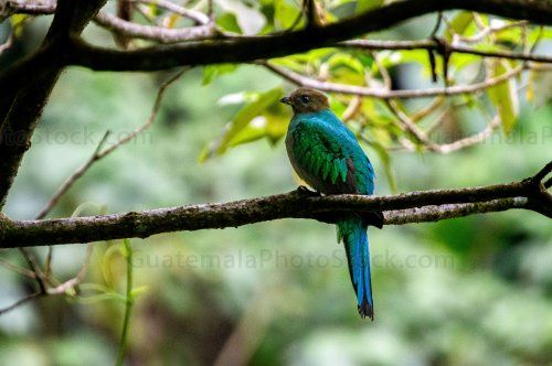 Quetzal en el Mirador Rey Tepepul