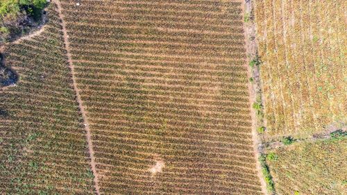 Campo agricola de piñas