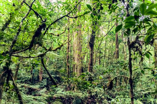 Bosque Nuboso