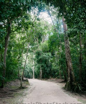Sendero del Parque Nacional de Tikal
