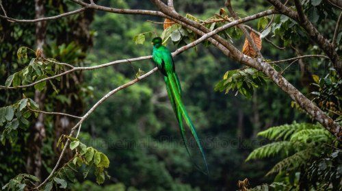 Quetzal