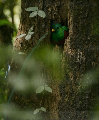 Majestuoso Quetzal en Bosque Nuboso
