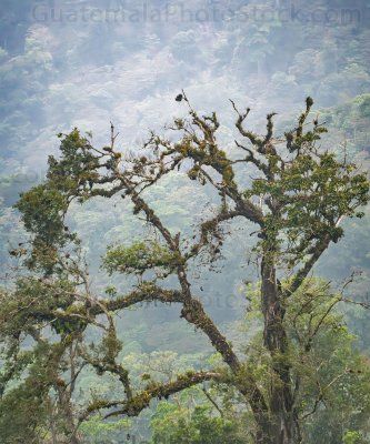 Bosque natural en la Reserva Natural Rey Tepepul