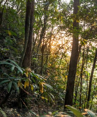 Selva tropical al amanecer