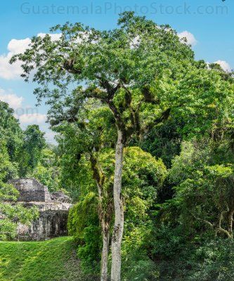 Parque Nacional Tikal