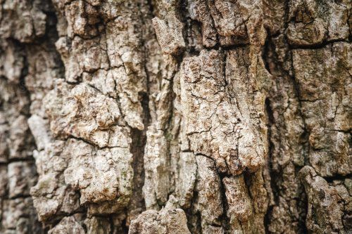 Corteza de pino