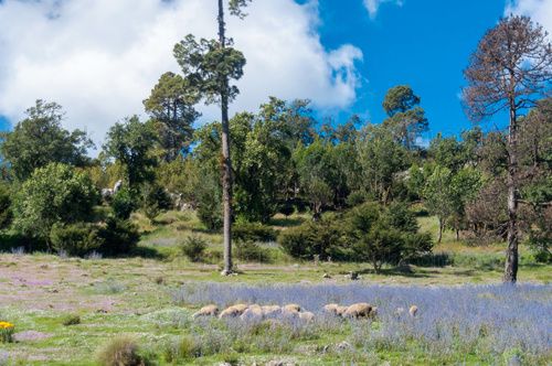 Sierra de los Cuchumatanes, Huehuetenango