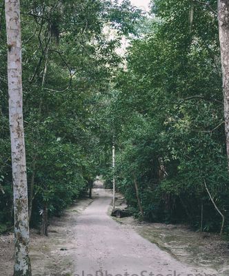 Sendero del Parque Nacional de Tikal