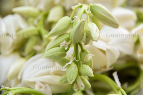 Flor de Izote