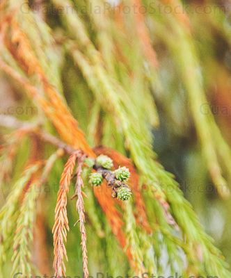 Ramas, hojas y semillas femininas del Ahuehuete