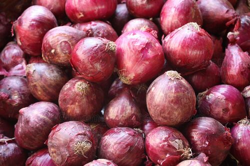 Cosecha de cebolla morada