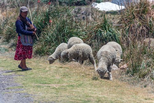 Mujer pastoreando un rebaño de ovejas
