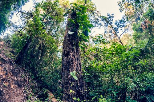 Sendero a laguna Maxbal