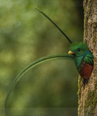 Majestuoso Quetzal en Bosque Nuboso