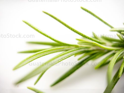 Macro Naturaleza