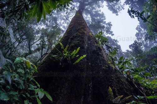 Arboles del bosque nuboso