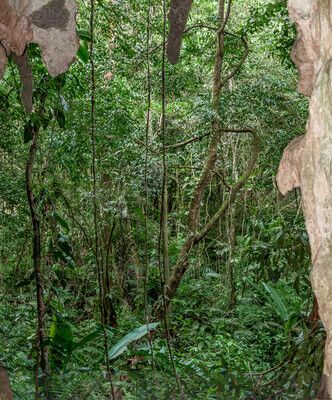 Selva tropical desde el interior de una cueva