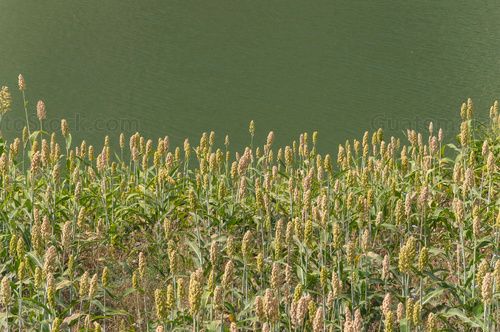 Planta de Maicillo o Sorgo