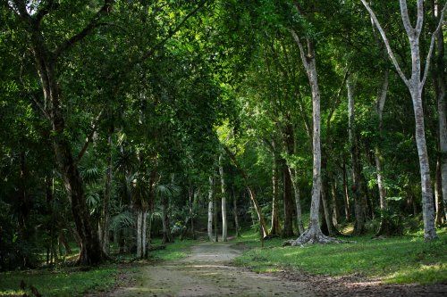 Calzada en el Sitio Arqueológico Yaxhá