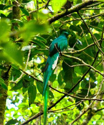 Quetzal
