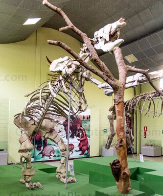Perezoso Gigante o Eremotherium