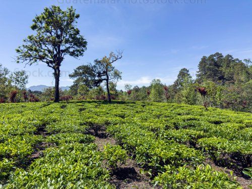 Campo agricola de la Cooperativa Chirrepec