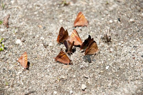Mariposas en la Laguna de Chicabal