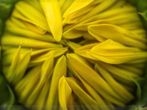 Macro fotografia