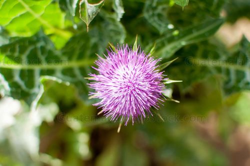 Silybum marianum, el cardo mariano