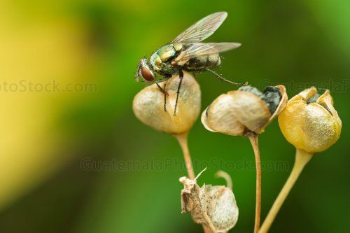 Mosca