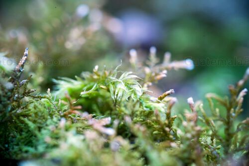 Macro fotografia