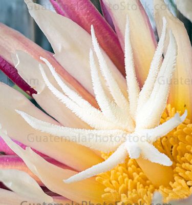 Epiphyllum oxypetalum