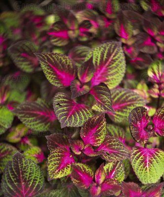 Cóleo (Coleus scutellarioides)