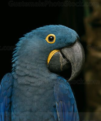 Guacamayo jacinto