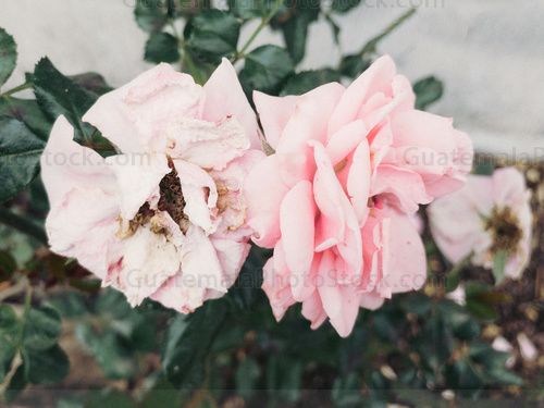 Rosas entre la vida y la muerte