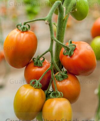 Tomate