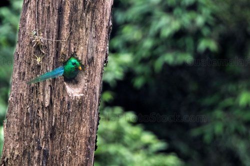 Quetzal en el Mirador Rey Tepepul